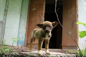 Çernobil’deki Radyasyonun Pençesindeki Köpekler Evrim mi Geçiriyor