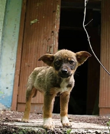 Çernobil’deki Radyasyonun Pençesindeki Köpekler Evrim mi Geçiriyor