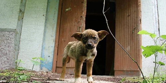 Çernobil’deki Radyasyonun Pençesindeki Köpekler Evrim mi Geçiriyor