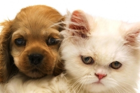 evcil bilgiler sitesi