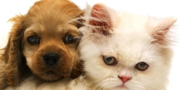 evcil bilgiler sitesi